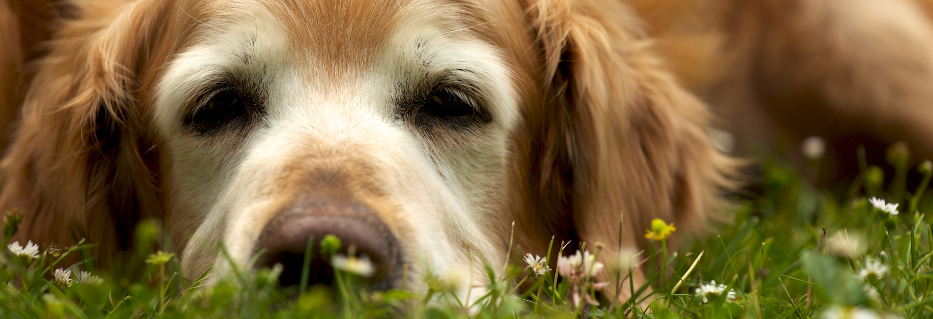 dog park morrisville golden